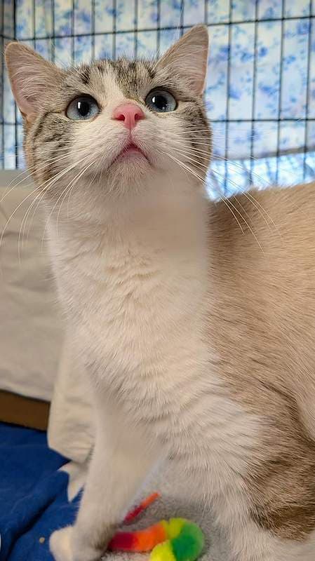 Cloudy - Ragdoll cat available for adoption at RSPCA Queensland in Brisbane