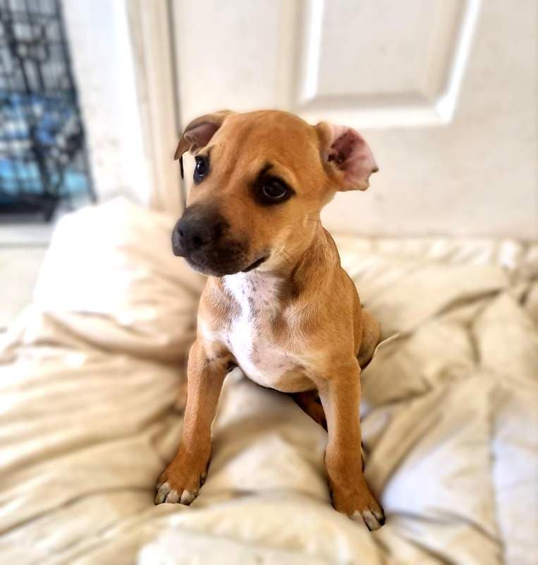 Atlas - American Staffordshire Bull Terrier x Rhodesian Ridgeback available for adoption in Townsville