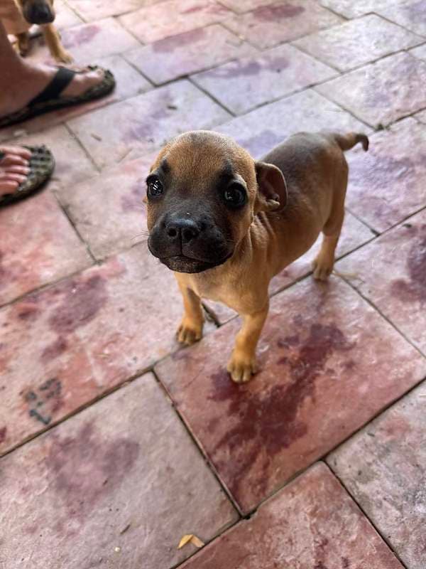 Luna - American Staffordshire Bull Terrier available for adoption in Townsville