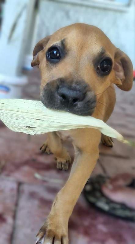 Willow - American Staffordshire Bull Terrier available for adoption in Townsville