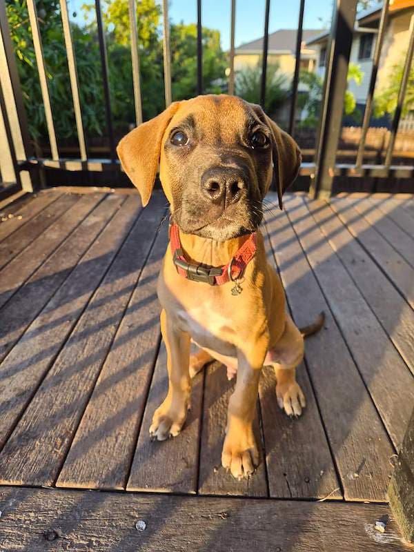Greg - American Staffordshire Bull Terrier x Rhodesian Ridgeback available for adoption in Townsville