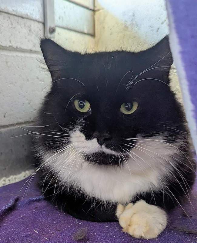 Domino - Domestic Medium Hair (DMH) cat available for adoption at RSPCA Queensland in Brisbane