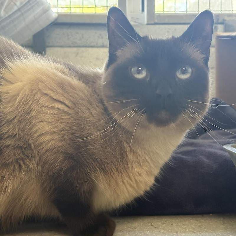 Thumper - Tonkinese cat available for adoption at RSPCA Queensland in Brisbane