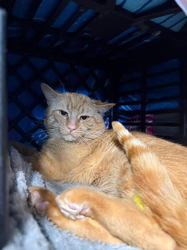 Clancy - Domestic Short Hair cat available for adoption at RSPCA Queensland in Gympie