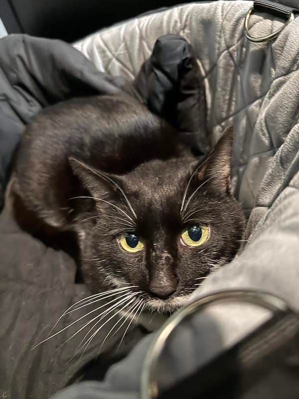 Tux - Domestic Short Hair (DSH) cat available for adoption at RSPCA Queensland in Brisbane