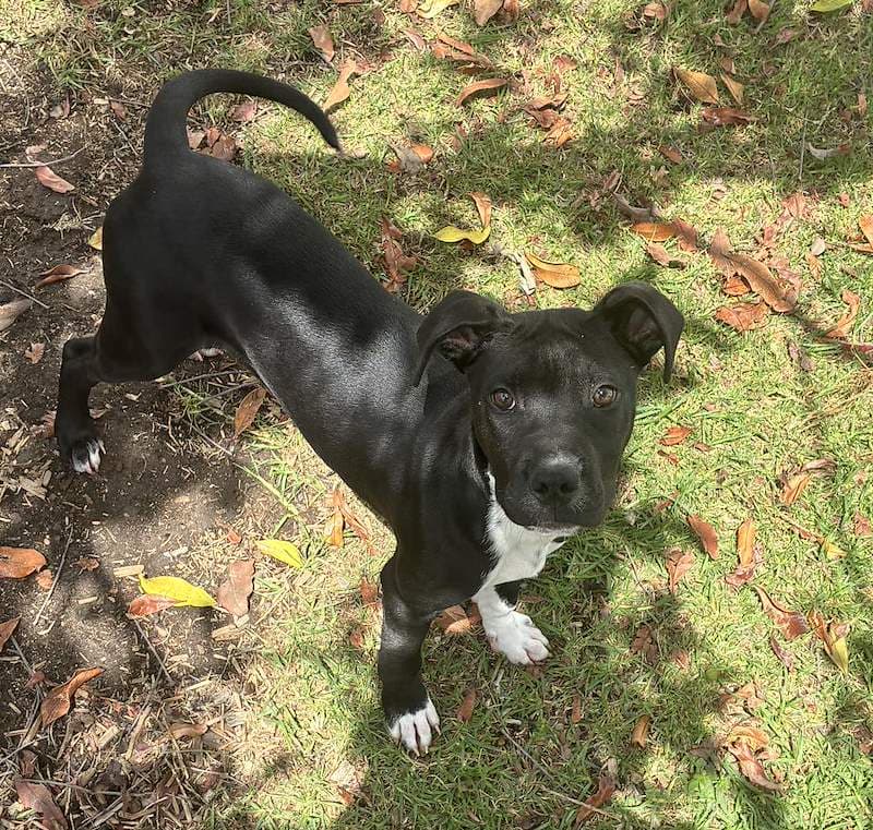 Olly - Bull Arab available for adoption