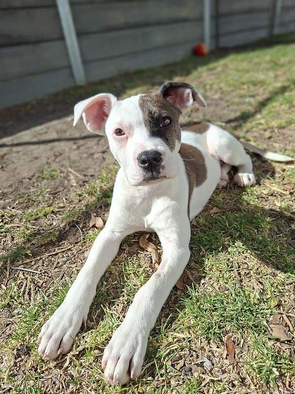 Dixie - Bull Arab Cross available for adoption in Toowoomba