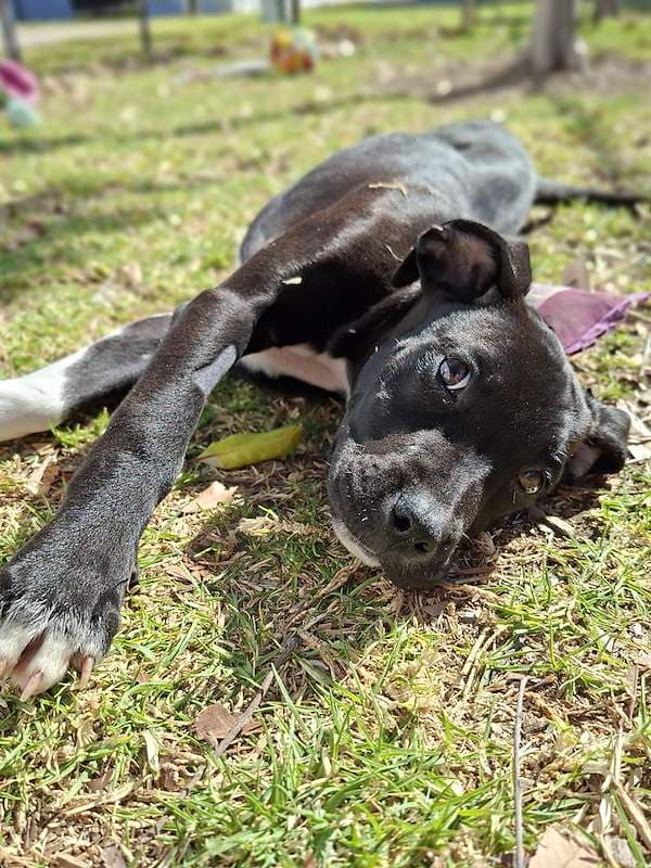 Olive - Bull Arab Cross available for adoption in Toowoomba