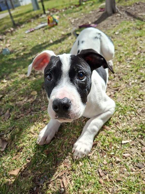 Banjo - Bull Arab Cross available for adoption in Toowoomba