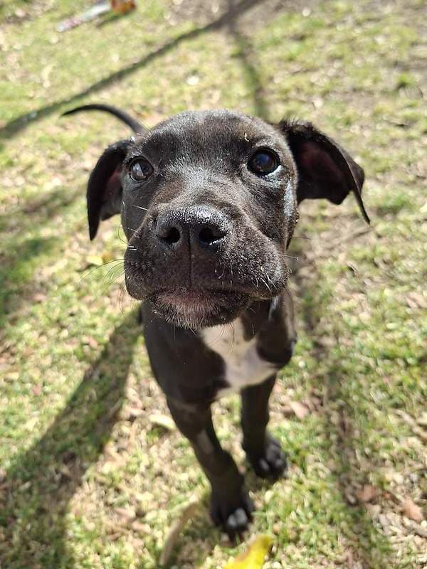 Dallas - Bull Arab Cross available for adoption in Toowoomba