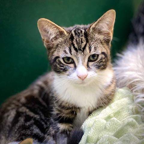 Esme - Domestic Medium Hair (DMH) cat available for adoption at RSPCA Queensland in Bundaberg