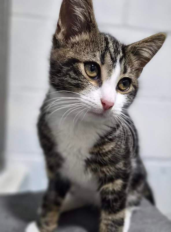 Chewy - Domestic Medium Hair cat available for adoption at RSPCA Queensland in Bundaberg