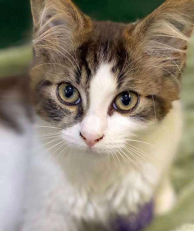 Foof - Domestic Medium Hair (DMH) cat available for adoption at RSPCA Queensland in Bundaberg