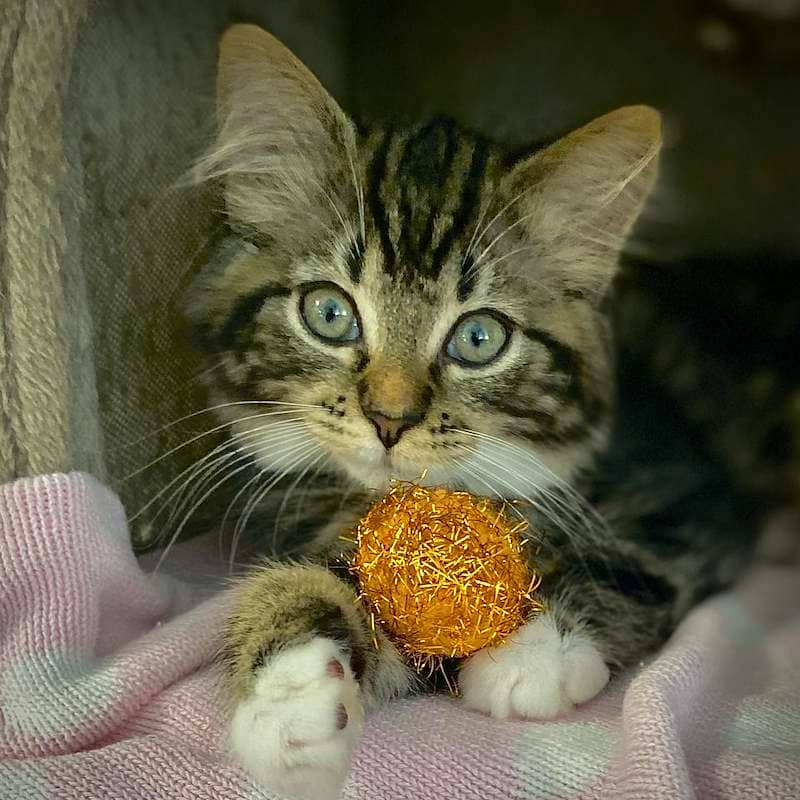 Hazel - Domestic Medium Hair cat available for adoption at RSPCA Queensland in Bundaberg