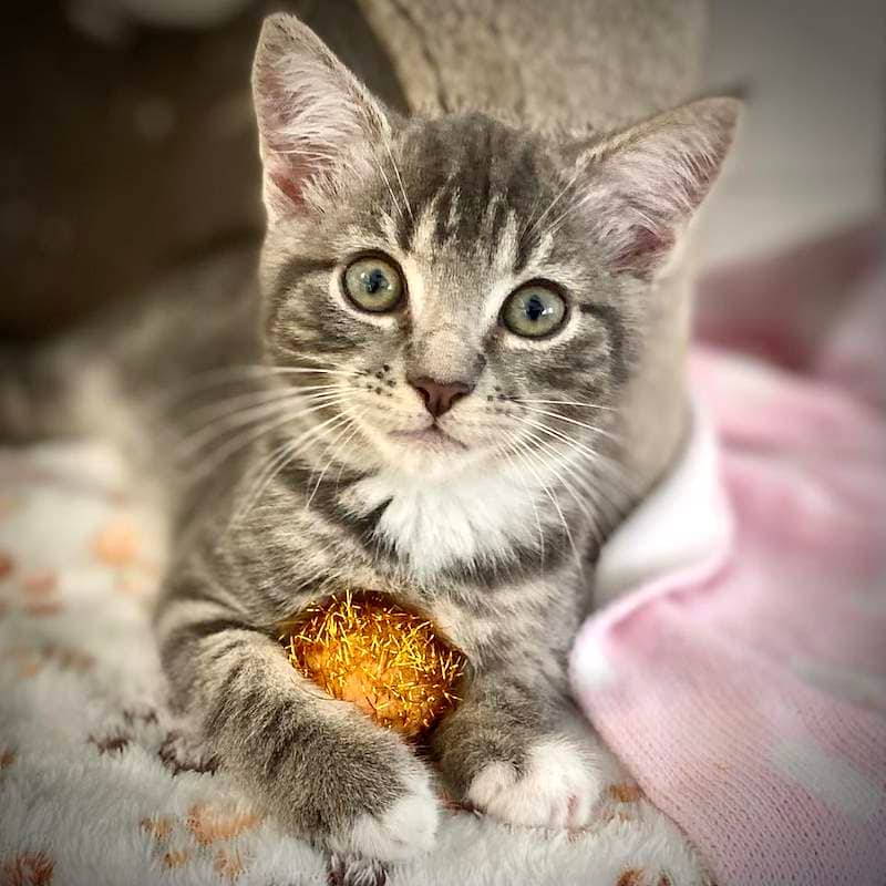 Bluey - Domestic Short Hair cat available for adoption at RSPCA Queensland in Bundaberg