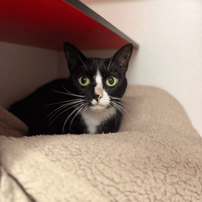 Cleo - Domestic Short Hair cat available for adoption at RSPCA Queensland in Brisbane