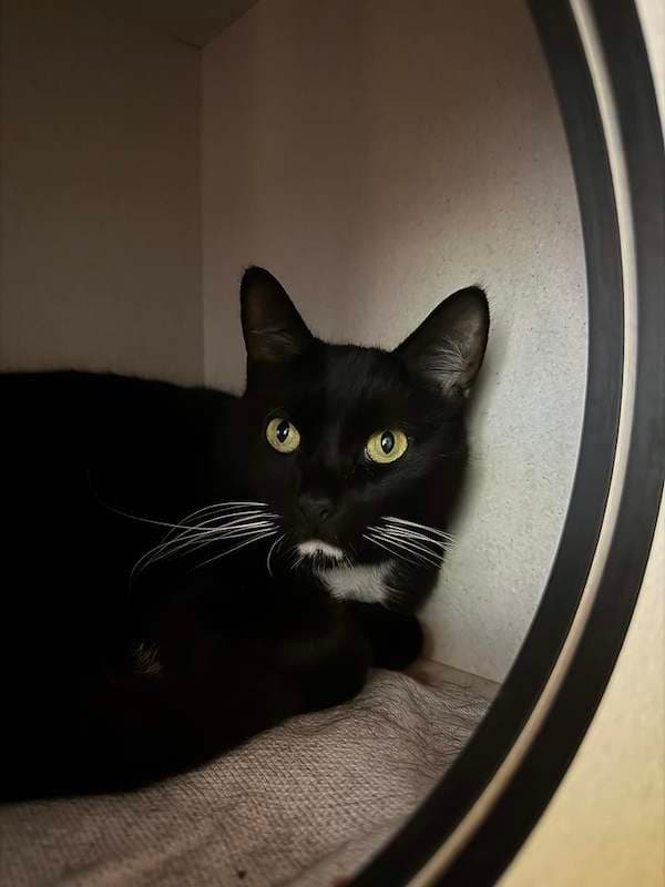 Sox - Domestic Short Hair (DSH) (Mixed) cat available for adoption at RSPCA Queensland in Brisbane