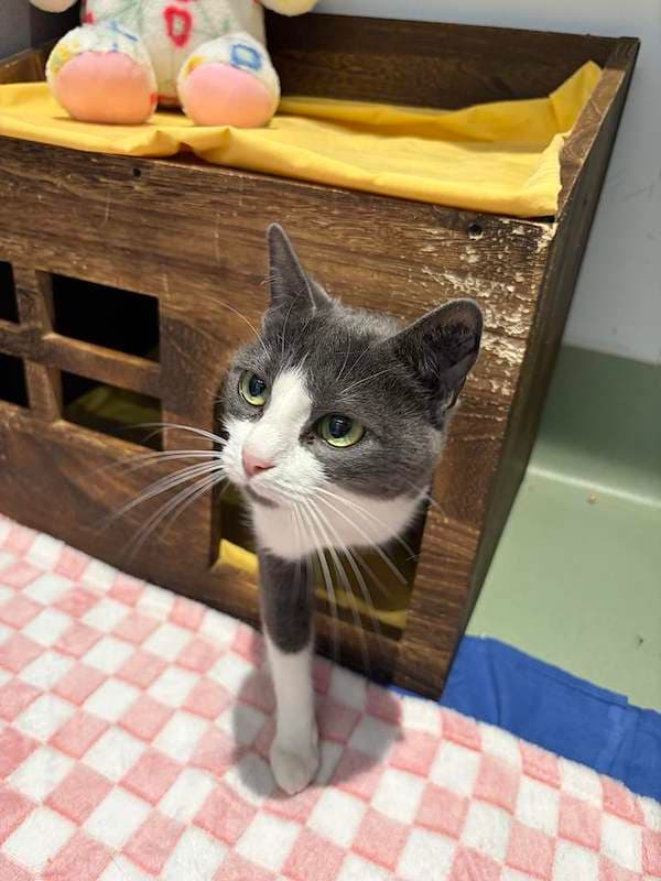 Misty - Domestic Short Hair (DSH) cat available for adoption at RSPCA Queensland in Toowoomba