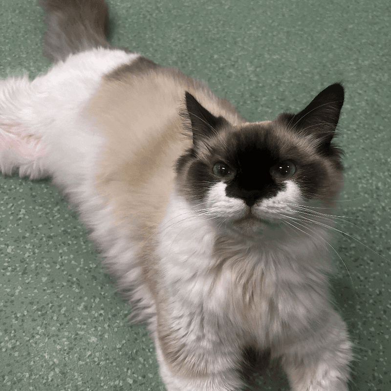 Lychee - Ragdoll cat available for adoption at RSPCA Queensland in Brisbane