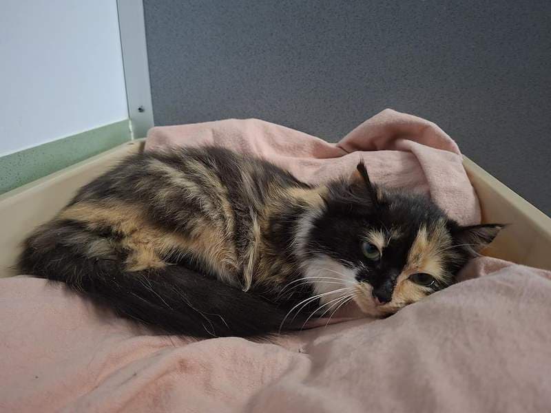 Aurora - Domestic Long Hair (DLH) cat available for adoption at RSPCA Queensland in Toowoomba