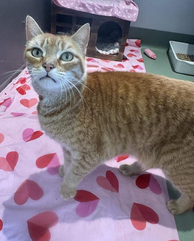 Annie - Domestic Short Hair cat available for adoption at RSPCA Queensland in Toowoomba