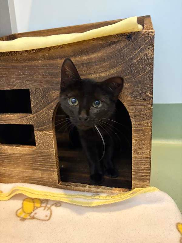Jojo - Domestic Short Hair (DSH) cat available for adoption at RSPCA Queensland in Toowoomba