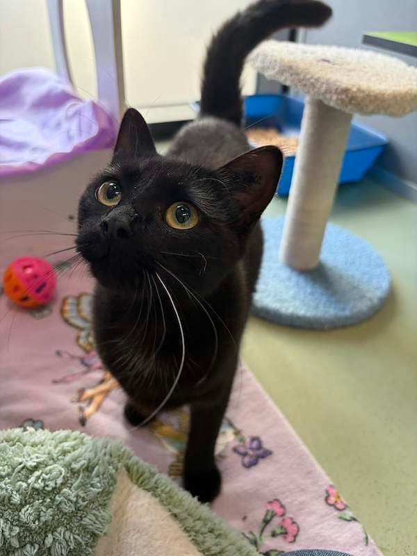 Sunshine - Domestic Short Hair (DSH) cat available for adoption at RSPCA Queensland in Toowoomba