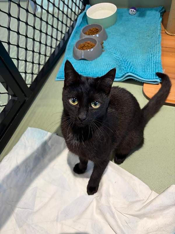 Shimmer - Domestic Short Hair (DSH) cat available for adoption at RSPCA Queensland in Toowoomba
