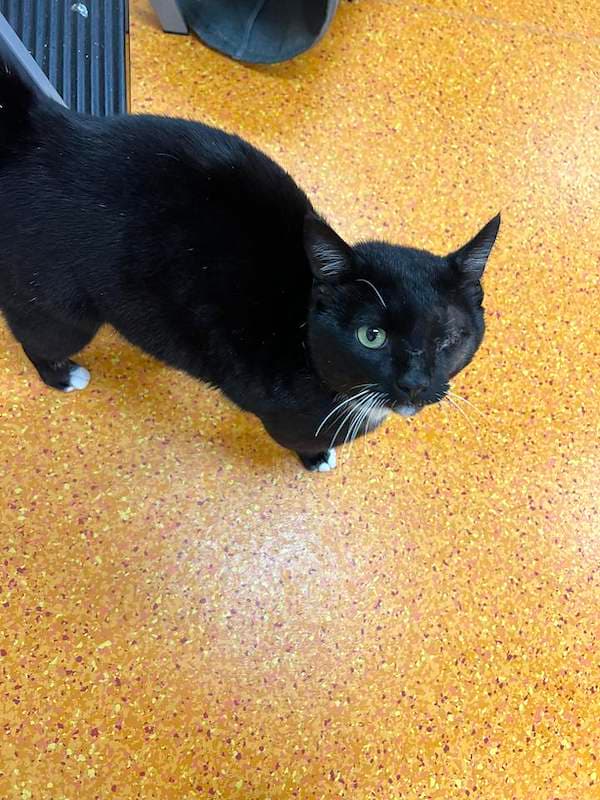 Pirate - Domestic Short Hair (DSH) (Mixed) cat available for adoption at RSPCA Queensland in Brisbane