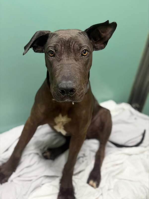 Bramble - Shar Pei Cross available for adoption in Mackay