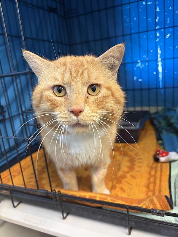 Thomas - Domestic Short Hair (DSH) cat available for adoption at RSPCA Queensland in Brisbane