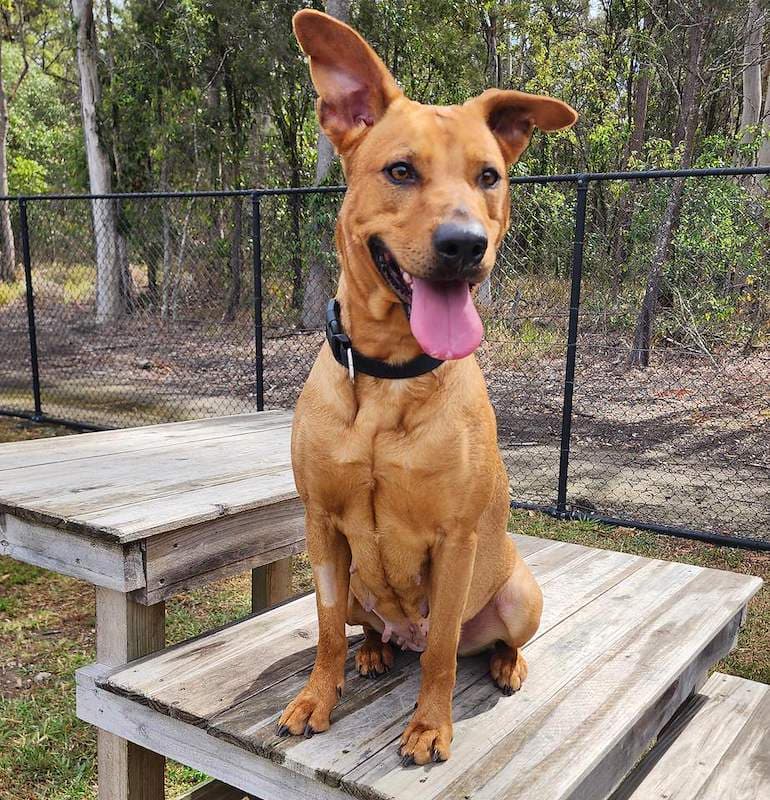 Bambi - Kelpie available for adoption in Brisbane