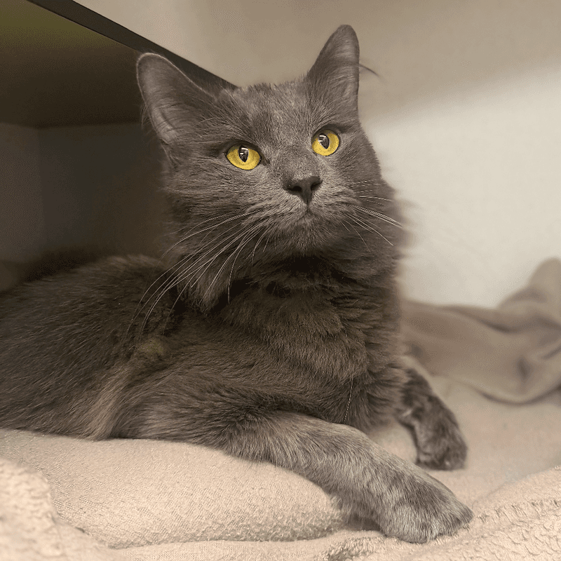 Brucie - Domestic Medium Hair cat available for adoption at RSPCA Queensland in Brisbane