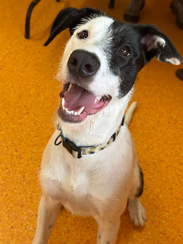 Trigger - Bull Arab Cross available for adoption