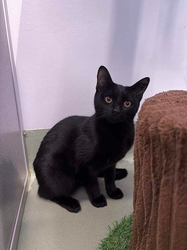 Lolly - Domestic Short Hair (DSH) (Mixed) cat available for adoption at RSPCA Queensland in Toowoomba