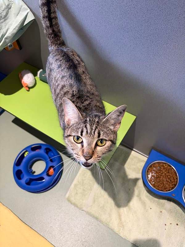 Poppy - Domestic Short Hair (DSH) (Mixed) cat available for adoption at RSPCA Queensland in Toowoomba