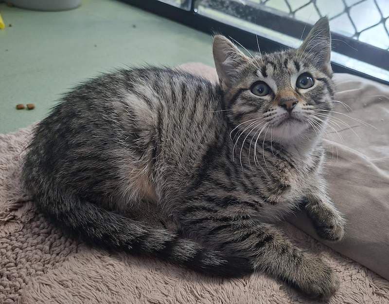 Olive - Domestic Short Hair cat available for adoption at RSPCA Queensland in Toowoomba