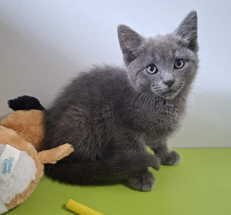 Pickle - Domestic Short Hair cat available for adoption at RSPCA Queensland in Toowoomba