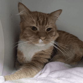 Murphy - Domestic Medium Hair (DMH) cat available for adoption at RSPCA Queensland in Brisbane