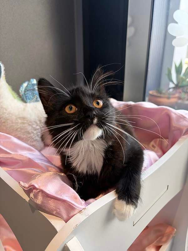 Ally - Domestic Medium Hair (DMH) cat available for adoption at RSPCA Queensland in Toowoomba