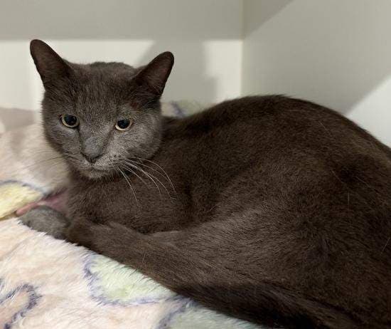 Edgar - Domestic Short Hair cat available for adoption at RSPCA Queensland in Brisbane