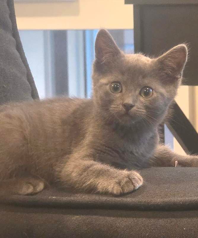 Shadow - Domestic Short Hair cat available for adoption at RSPCA Queensland in Brisbane