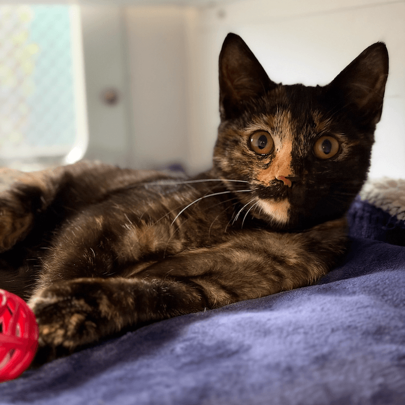 Lilliana - Domestic Short Hair (DSH) cat available for adoption at RSPCA Queensland in Brisbane
