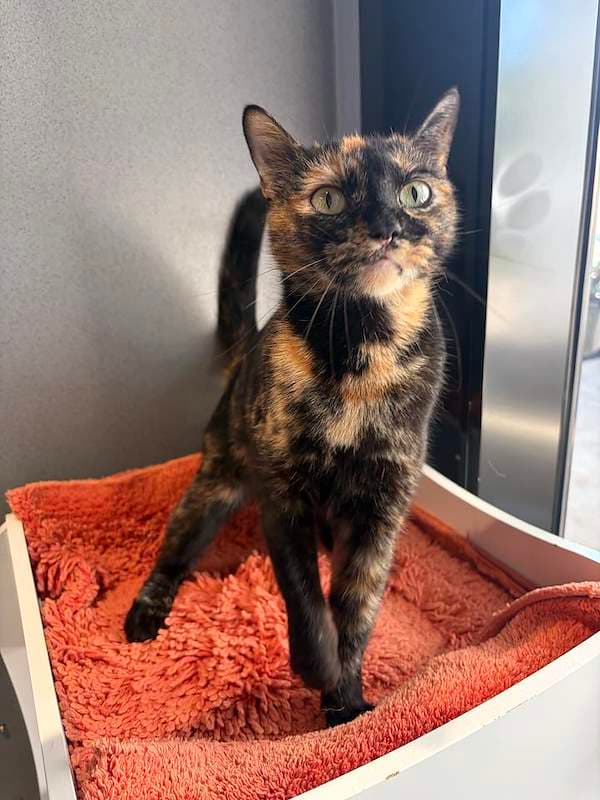 Delta - Domestic Short Hair cat available for adoption at RSPCA Queensland in Toowoomba