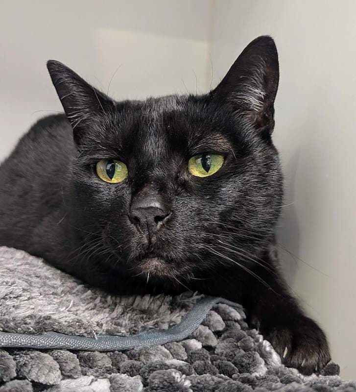 Potion - Domestic Short Hair cat available for adoption at RSPCA Queensland in Brisbane
