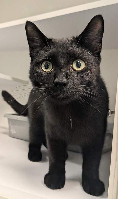Chirp - Domestic Short Hair (DSH) cat available for adoption at RSPCA Queensland in Brisbane