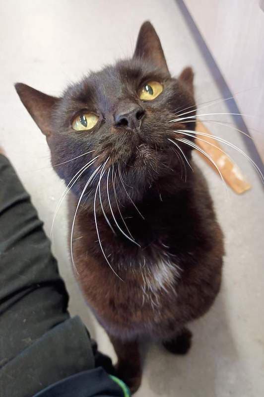 Carla - Domestic Short Hair cat available for adoption at RSPCA Queensland in Cairns