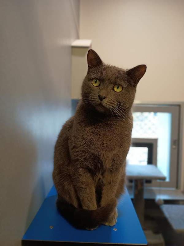 Ash - Domestic Short Hair cat available for adoption at RSPCA Queensland in Cairns