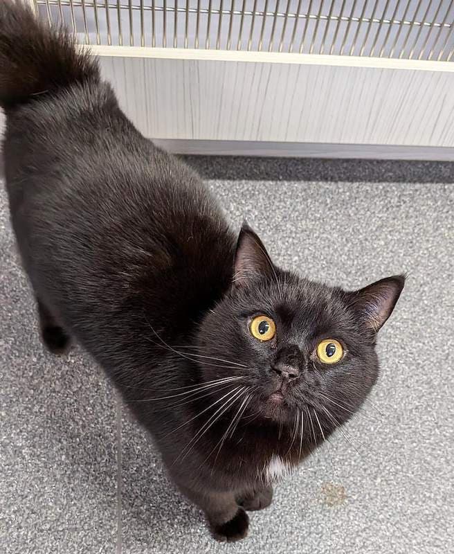 Kewpie - Domestic Short Hair (DSH) cat available for adoption at RSPCA Queensland in Brisbane