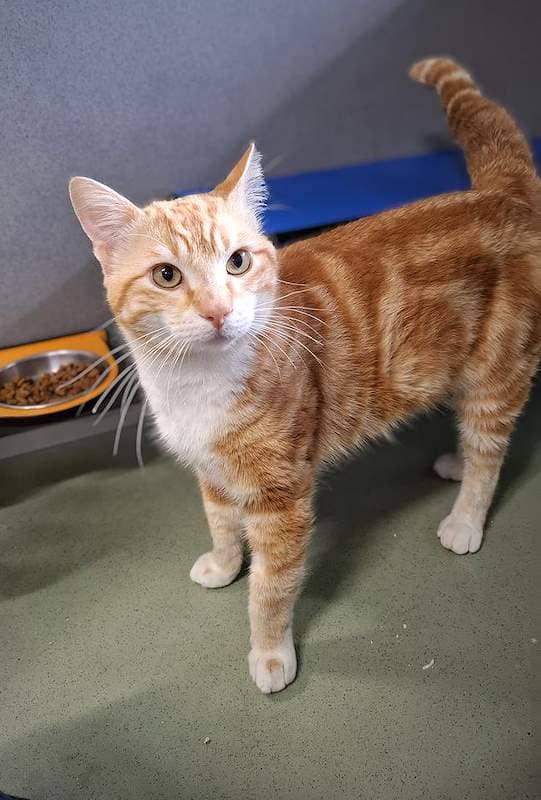 Lenny - Domestic Short Hair cat available for adoption at RSPCA Queensland in Toowoomba